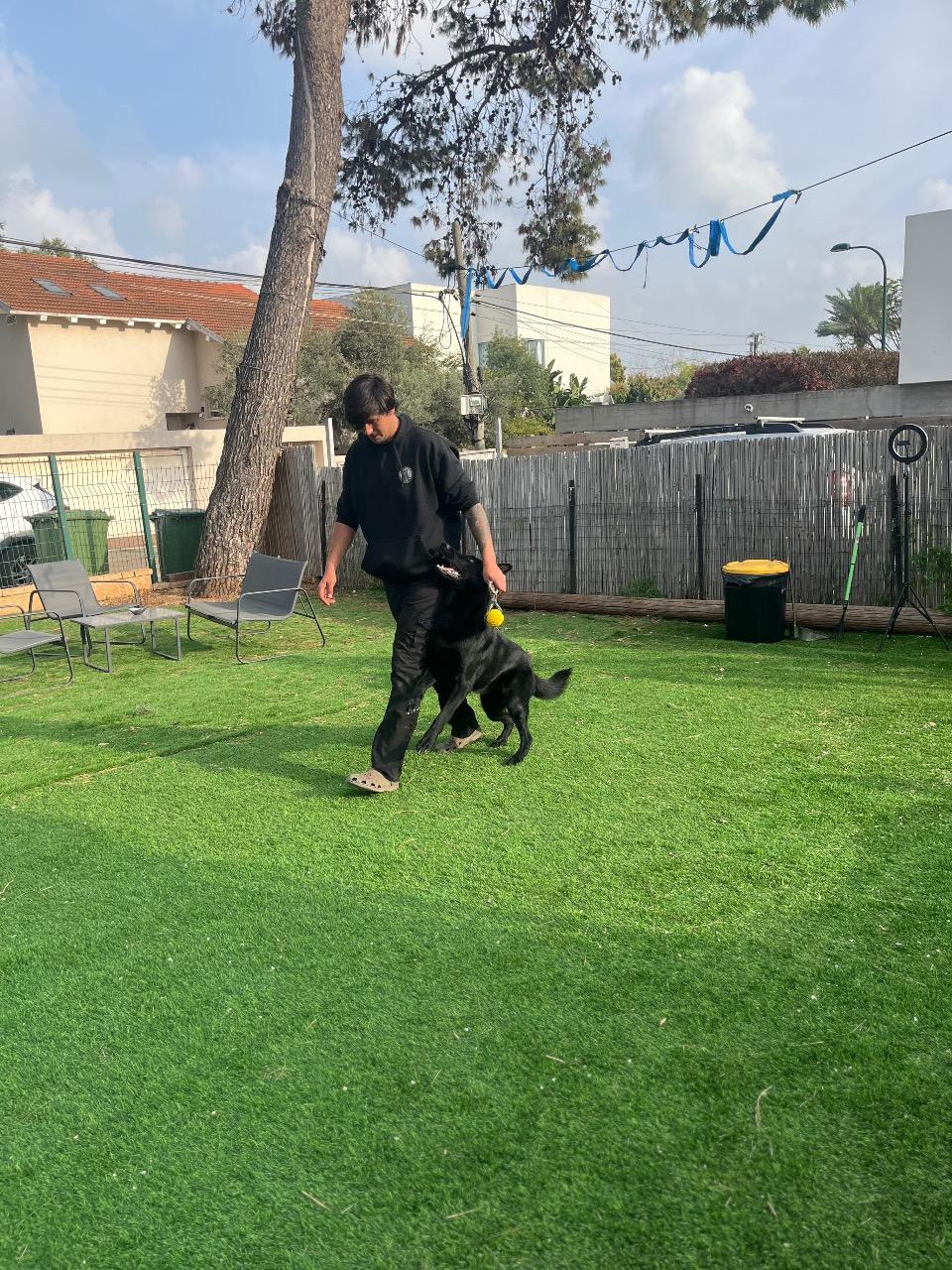אילוף וטיפול מקצועי